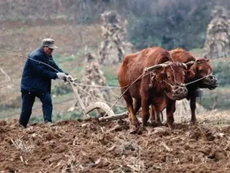 Dự báo dân gian cho năm Ất Tỵ 2025: "7 rồng trị thủy, 4 trâu cày ruộng, 9 người chia bánh" mang ý nghĩa gì?