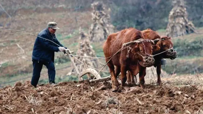 Dự báo dân gian cho năm Ất Tỵ 2025: "7 rồng trị thủy, 4 trâu cày ruộng, 9 người chia bánh" mang ý nghĩa gì? Dự báo dân gian cho năm Ất Tỵ 2025: "7 rồng trị thủy, 4 trâu cày ruộng, 9 người chia bánh" mang ý nghĩa gì?