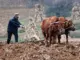 Dự báo dân gian cho năm Ất Tỵ 2025: "7 rồng trị thủy, 4 trâu cày ruộng, 9 người chia bánh" mang ý nghĩa gì?