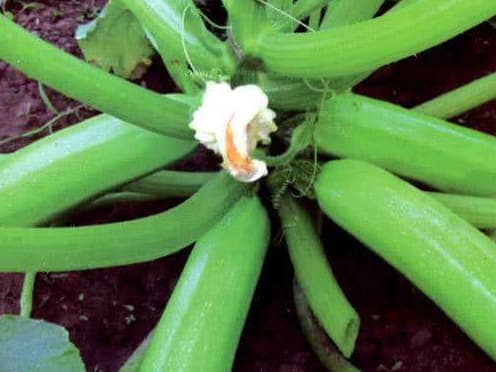 3 loại rau này có khả năng gây ung thư. cao, biết sớm để tránh và nói cho người thân biết nhé! 3 loại rau này có khả năng gây ung thư. cao, biết sớm để tránh và nói cho người thân biết nhé!