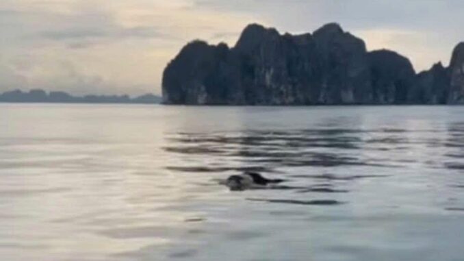 Tìm thấy 1 thithe nanhan trong vụ lật tàu ở Vịnh Hạ Long: Đã tìm thấy chị ấy