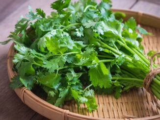 Những tác dụng không ngờ của rau mùi đối với sức khỏe