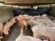 Đắk Lắk: Phát hiện 97 con heo nhiễm dịch tả châu Phi đang trên đường đưa đi tiêu thụ