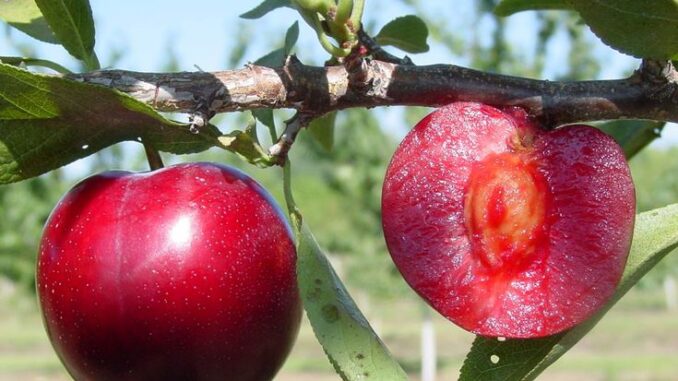 Ăn Mận đừng vứt Hạt, hóa ra chúng là vị thuốc quý Ăn Mận đừng vứt Hạt, hóa ra chúng là vị thuốc quý
