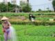 Từ nay, ai chưa chuyển đất vườn tạp sang đất ở thì làm ngay vì chỉ phải nộp 3 khoản phí