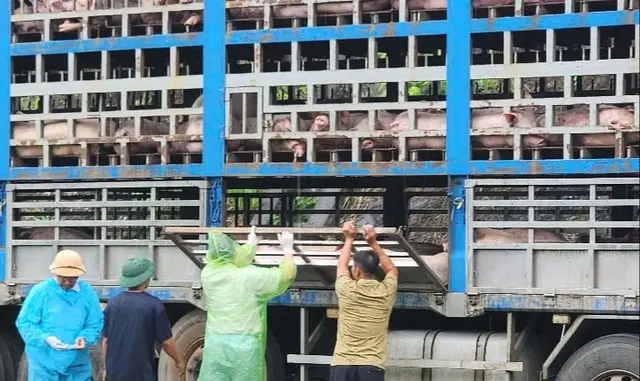 Công an chặn bắt xe tải chở đầy lợn nhiễm bệnh Công an chặn bắt xe tải chở đầy lợn nhiễm bệnh