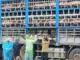 Công an chặn bắt xe tải chở đầy lợn nhiễm bệnh