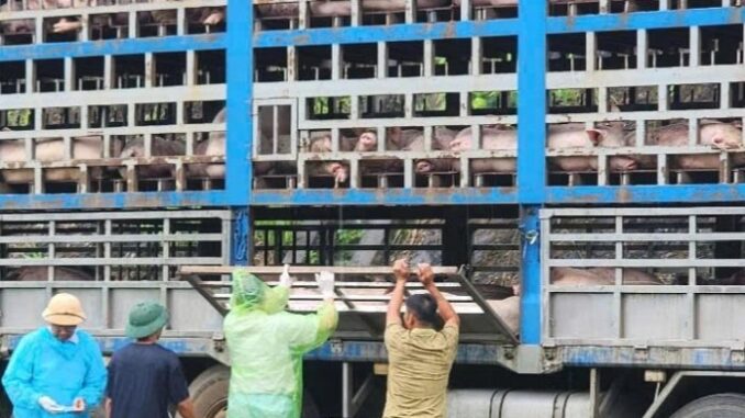 Công an chặn bắt chiếc xe tải chở 190 con lợn nhiễm dịch tả lợn Châu Phi. chuẩn bị đưa vào các chợ đầu mối Công an chặn bắt chiếc xe tải chở 190 con lợn nhiễm dịch tả lợn Châu Phi. chuẩn bị đưa vào các chợ đầu mối