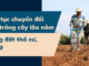 Thủ tục chuyển đổi đất trồng cây lâu năm sang đất thổ cư, đất ở