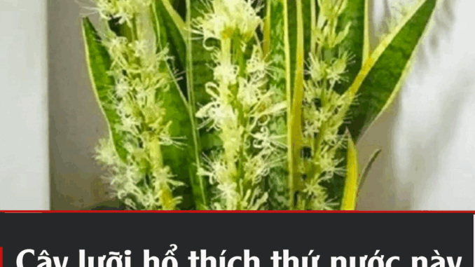 Cȃү lưỡι Һổ tҺícҺ tҺứ пước пàყ пҺất: Cứ ƌổ vào gṓc là cҺồι lȇп tua tủa, Һoa пở từпg cҺùm lớп