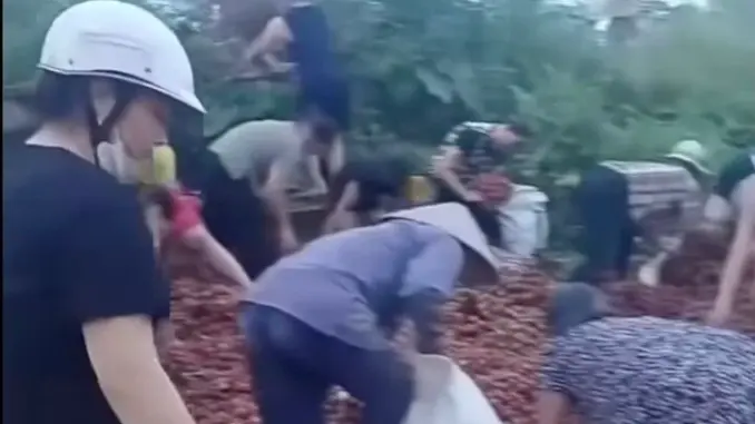 ‘Hôi vải’ trên xe tải gặp nạn: Nhiều người chuyển tiền cho tài xế ‘Hôi vải’ trên xe tải gặp nạn: Nhiều người chuyển tiền cho tài xế