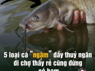 5 loại cá “ngậm” đầy thuỷ ngân, đi chợ thấy rẻ cũng đừng có ham