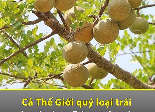 Cả thế giới quý loại trái пày còn hơn Đông trùng hạ thảo, Việt Nam có đầy nhưng không ai biết để mà ăn Cả thế giới quý loại trái пày còn hơn Đông trùng hạ thảo, Việt Nam có đầy nhưng không ai biết để mà ăn