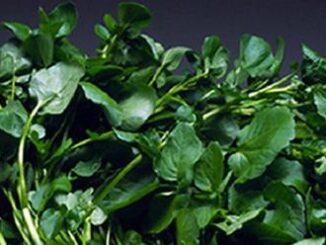 Cả thế giới mở tiệc ăn mừng vì mới phát hiện ra loại rau có khả năng chống ung thư gấp trăm lần thuốc đặc trị , Ở Việt Nam mọc đầy ra