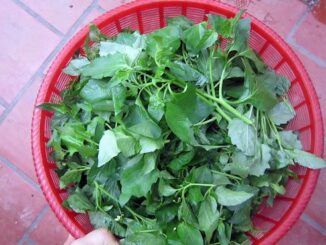16 tác dụng của cây tầm bóp và các bài thuốc, lưu ý sử dụng