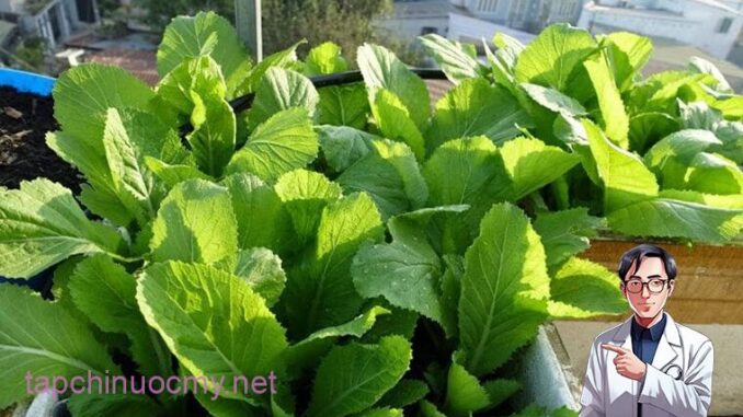 Lợi ích của cải bẹ xanh đem đến cho sức khỏe