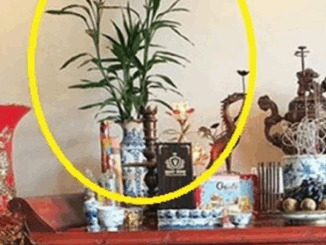 Hoa cúng trên b/àn th/ờ đừng suốt ngày đặt hoa cúc mãi. Đây mới là loại cây, loại hoa may mắn, giàu nhanh chóng mặt