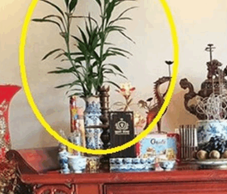 Hoa cúng trên b/àn th/ờ đừng suốt ngày đặt hoa cúc mãi. Đây mới là loại cây, loại hoa may mắn, giàu nhanh chóng mặt Hoa cúng trên b/àn th/ờ đừng suốt ngày đặt hoa cúc mãi. Đây mới là loại cây, loại hoa may mắn, giàu nhanh chóng mặt