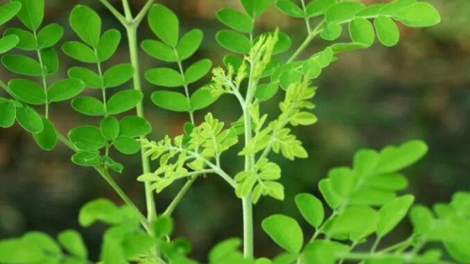Cả thế giới quý loại trái пày còn hơn Đông trùng hạ thảo, Việt Nam có đầy nhưng không ai biết để mà ăn