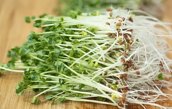 Loại rau khiến người Nhật phát sốt, người Việt lại ngó lơ, bữa ăn 2 lạng có thể giải độc gan 3 ngày Loại rau khiến người Nhật phát sốt, người Việt lại ngó lơ, bữa ăn 2 lạng có thể giải độc gan 3 ngày