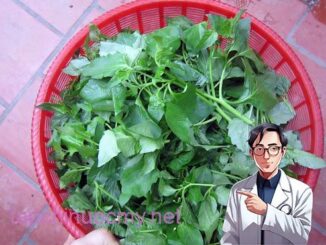 16 tác dụng của cây tầm bóp và các bài thuốc, lưu ý sử dụng
