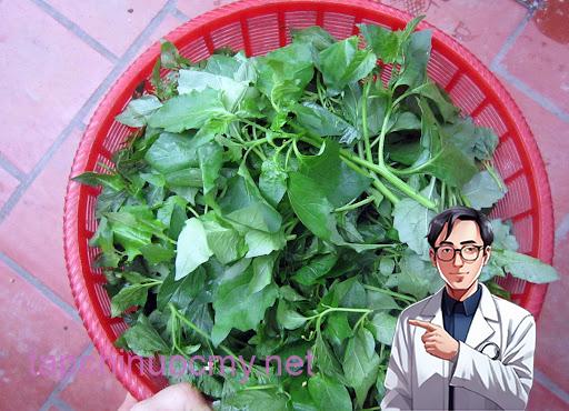 16 tác dụng của cây tầm bóp và các bài thuốc, lưu ý sử dụng 16 tác dụng của cây tầm bóp và các bài thuốc, lưu ý sử dụng