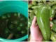 Nhà 3 đời bán hoa quả, mẹ tôi dặn có 12 loại quả 90% ngâm thu:ố:c đ:ộ:c hại: Bán ế cũng không ăn