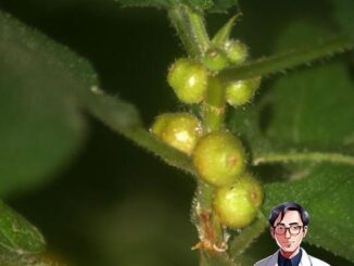Cây vú bò – Vị thuốc kiện tỳ bổ phế