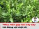 May mắn gặp loài cây này thì đừng vội chặt đi, hàng nghìn người sống lại với 7 bài thuốc từ lá của nó