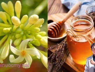 Hoa đu đủ đực ngâm cùng thứ này ‘quý như vàng’: Lợi ích tuyệt vời nhà nào cũng cần