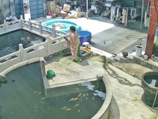 Vụ chồng bị vợ đạp xuống hồ cá Koi gây sốc: Người chồng đăng full clip, nói thật toàn bộ lý do