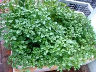 Cả thế giới mở tiệc ăn mừng vì mới phát hiện ra loại rau có khả năng chống UT gấp trăm lần thuốc đặc trị , Ở Việt Nam mọc đầy ra