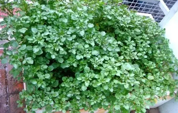 Cả thế giới mở tiệc ăn mừng vì mới phát hiện ra loại rau có khả năng chống UT gấp trăm lần thuốc đặc trị , Ở Việt Nam mọc đầy ra Cả thế giới mở tiệc ăn mừng vì mới phát hiện ra loại rau có khả năng chống UT gấp trăm lần thuốc đặc trị , Ở Việt Nam mọc đầy ra