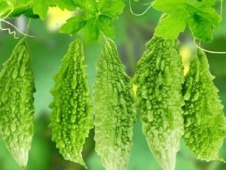 Loại quả ‘thần dược xanh’ chống ung thư, trị tiểu đường nhưng bị nhiều người bỏ qua: Bán đầy chợ Việt Nam