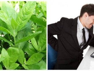 May mắn gặp loài cây này thì đừng vội chặt đi, hàng nghìn người sống lại với 7 bài thuốc từ lá của nó