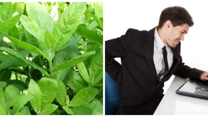 May mắn gặp loài cây này thì đừng vội chặt đi, hàng nghìn người sống lại với 7 bài thuốc từ lá của nó May mắn gặp loài cây này thì đừng vội chặt đi, hàng nghìn người sống lại với 7 bài thuốc từ lá của nó