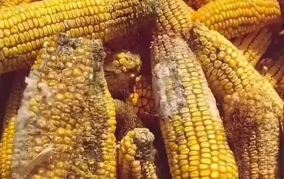 Phát hiện ' chất gây ung thư cấp độ 1', WHO kêu gọi: Ngừng ăn và khuyên cha mẹ kiểm soát Phát hiện ' chất gây ung thư cấp độ 1', WHO kêu gọi: Ngừng ăn và khuyên cha mẹ kiểm soát