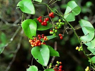 Tác Dụng Của Cây Lõi Tiền Và Những Bài Thuốc Liên Quan