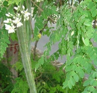 Loại rau phá hủy hơn 90% tế bào u;ng t;h;ư trong vòng 48h mà người Việt cứ ngỡ là rau dại mọc đầy đường Loại rau phá hủy hơn 90% tế bào u;ng t;h;ư trong vòng 48h mà người Việt cứ ngỡ là rau dại mọc đầy đường