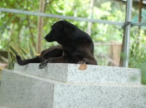 Đi ngang mộ vợ thấy con chó đang nằm ngủ, chồng liền bắt nó làm thịt nhậu, không ngờ ngay đêm đó…