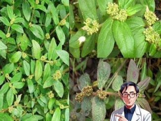 Bất ngờ về những tác dụng của cây cỏ sữa lá to đối với sức khỏe