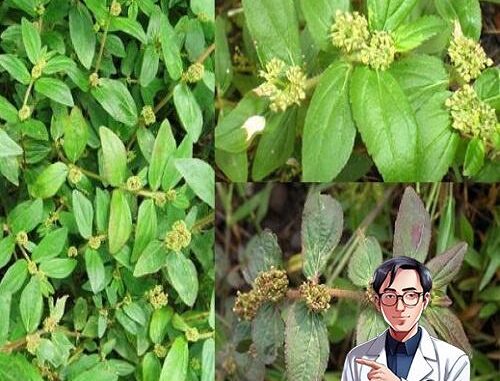 Bất ngờ về những tác dụng của cây cỏ sữa lá to đối với sức khỏe Bất ngờ về những tác dụng của cây cỏ sữa lá to đối với sức khỏe