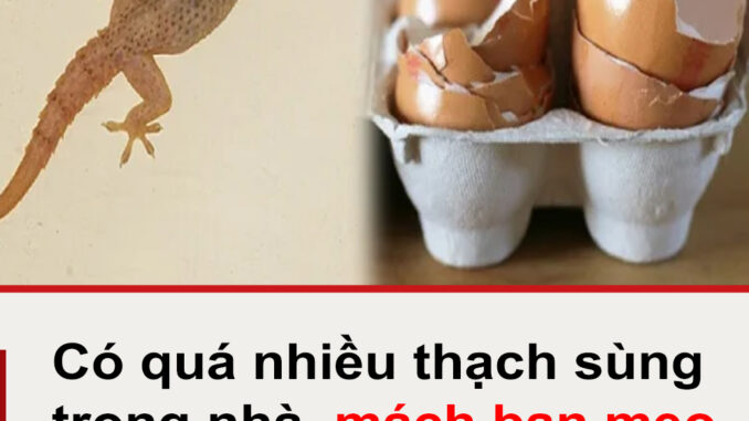 Có quá nhiều thạch sùng trong nhà, mách bạn mẹo nhỏ khiến chúng ‘một đi không trở lại’ Có quá nhiều thạch sùng trong nhà, mách bạn mẹo nhỏ khiến chúng ‘một đi không trở lại’
