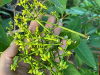 Nụ vối có tác dụng gì? 12 tác dụng của nụ vối và một số lưu ý