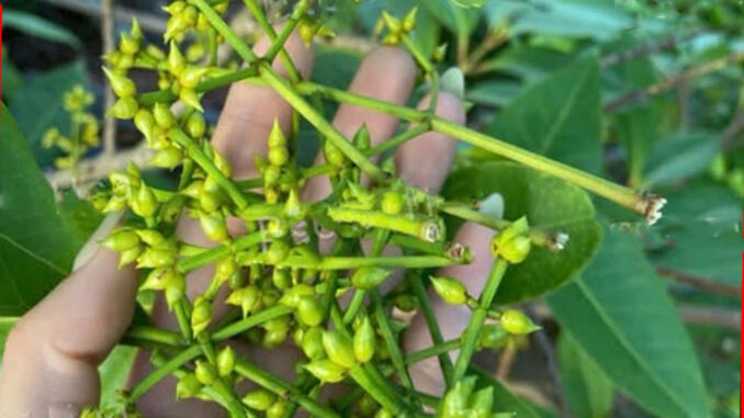 Nụ vối có tác dụng gì? 12 tác dụng của nụ vối và một số lưu ý