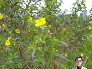 Công dụng của cây rau mương