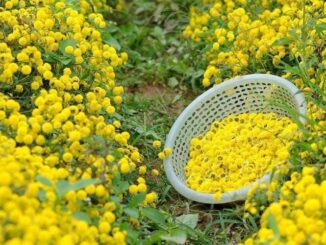8 loại cây rắn nhìn thấy là tránh xa, trồng quanh nhà rắn không dám đến gần