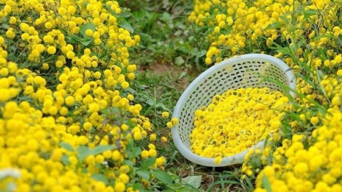 8 loại cây rắn nhìn thấy là tránh xa, trồng quanh nhà rắn không dám đến gần 8 loại cây rắn nhìn thấy là tránh xa, trồng quanh nhà rắn không dám đến gần