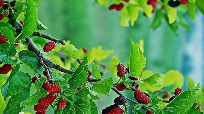 Sai lầm lớn khi trồng 2 loại cây này trước cửa nhà khiến gia chủ dễ tán gia bại sản